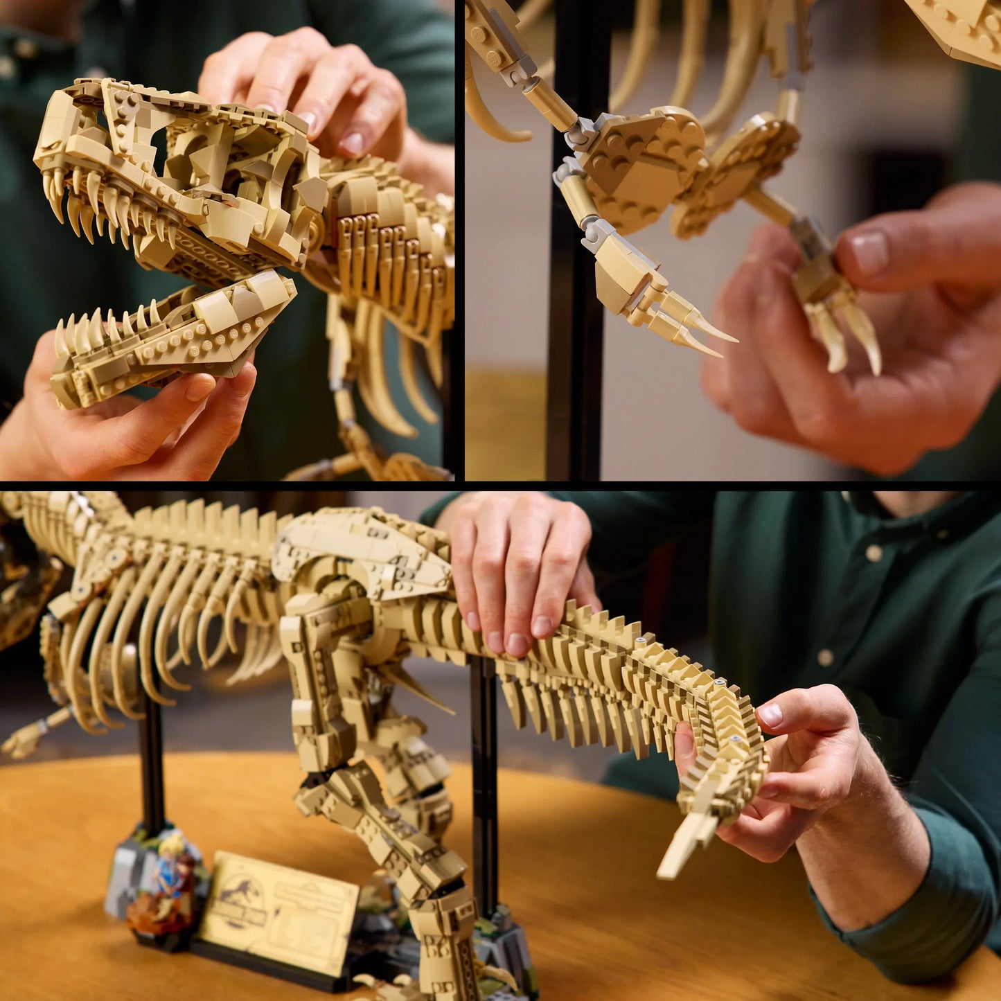 T-Rex Dinosaur Skeleton Fossil - 76968